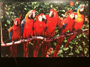 Vintage Postcard 1957 Florida Parrots Jungle Miami, Florida (FL)