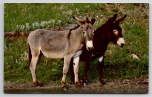 Black Hills SD Burro Beggers Two Donkeys Looking For Handouts Postcard R30