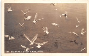 ALASKA 1940s RPPC Real Photo Postcard Sea Gulls In Search Of Food