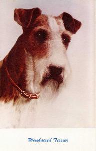 Wirehaired Terrier