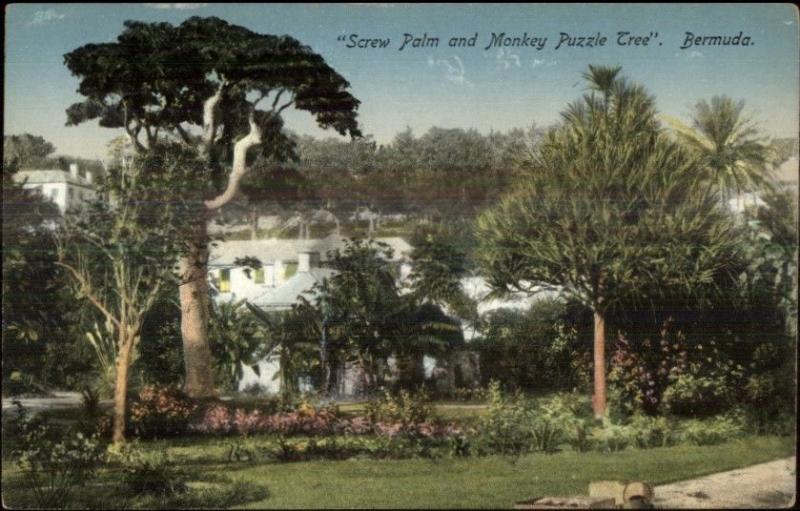 Bermuda Screw Palm & Monkey Puzzle Tree c1910 Postcard