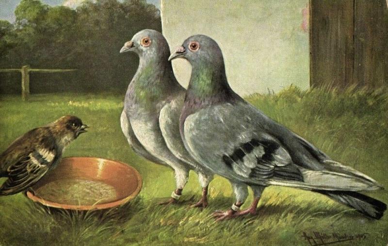 Pigeon Dove, Bird Postcard (1910s) Artist Signed (2)