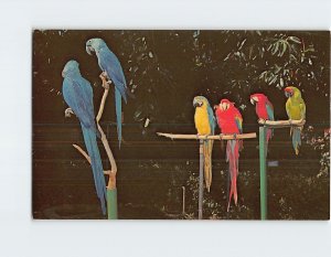 Postcard A few of the many colorful macaws Sarasota Jungle Gardens Florida USA