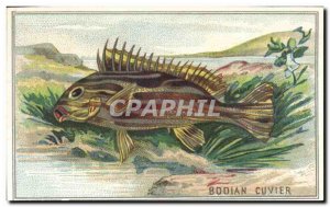 Image Bodian Cuvier Fish Fish