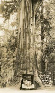 CA - Redwood Highway, The Chandelier Tree - RPPC