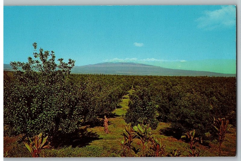 Keaau Orchard Macademia Nut Tress Volcano Mauna Kea in Distance Hawaii Postcard