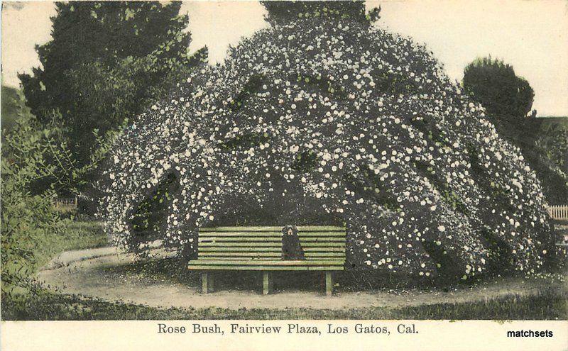 C-1910 Santa Clara California Rose Bush Fairview Park Las Gatos Rasmussen 9664