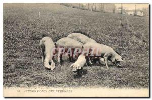 Old Postcard Young pigs Pyrenees Pigs Pigs