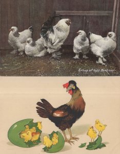 Brahmas Hens Birds Real Photo Comic 2x Old Postcard s