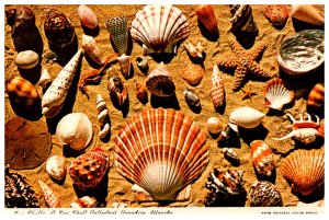 Seashells  in Florida