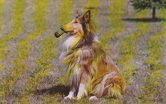 Dogs The Intellectual Pipe Collie Smoking Pipe