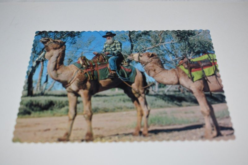 Camels Australia Postcard Barker Souvenirs