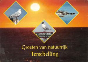 BT4739 Terschelling birds oiseaux Netherlands