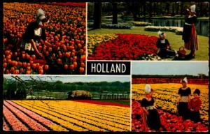 Holland, Tulips