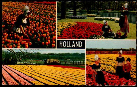 Holland, Tulips