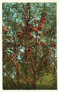 Vintage Postcard 1910's Peach Tree Scene Pub. Pacific Novelty Co.