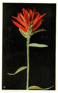 Yellowstone National Park, J.E. Haynes , Paint Brush, Castilleja Miniata