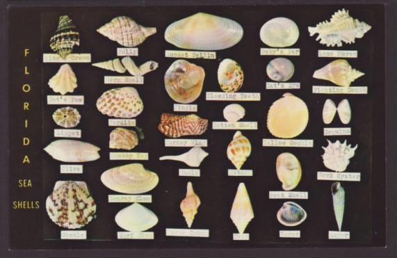 Seashells From the Coasts of Florida Postcard 