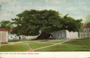 bahamas, NASSAU, Silk Cotton Tree, Full View (1909) Postcard