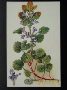 Flower & Plant Theme GROUND IVY c1906 Postcard by Artist Rev Charles A. Halls