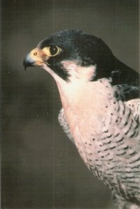 Falco Peregrinus Bird Nice Spanish photo  postcard. Size 15 x 10,5 cm