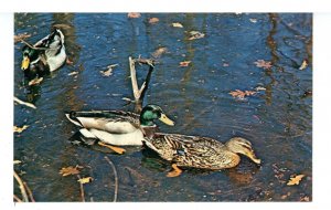 Birds - Mallard Ducks