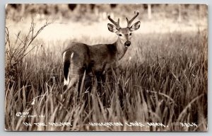 RPPC Houghton Lake MI Deer In The Velvet Real Photo Postcard U27