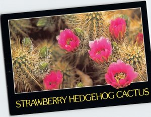 Postcard Strawberry Hedgehog Cactus