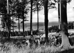 BG15844 cerf deer solling neuhaus und holzminden  germany CPSM 14.5x9cm