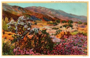 Arizona Cholla Cactus and Desert Flowers