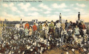 Picking Oklahoma Cotton - Oklahoma City, Oklahoma OK