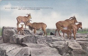 New York City Zoological Park Barbary Wild Sheep Family On Mountain Sheep Hill