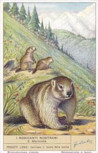 Liebig S1601 Rodents No 2 Marmosett