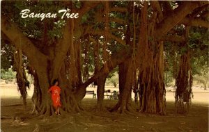 Banyan Tree Hawaii Aerial root system Lahaina Maui Ted Birckhead Postcard