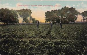 Florida Kissimmee Poato Patch In Fowler Park