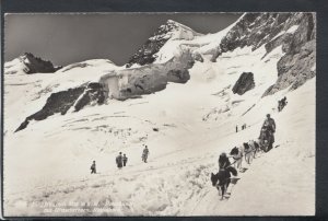 Switzerland Postcard - Jungfraujoch Polarhunde Mit Gletscherhorn RS14635
