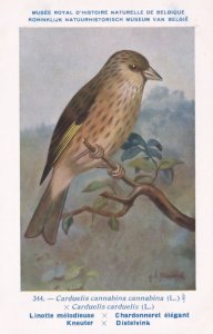 Common Linnet Linaria Cannabina WW2 Bird Vintage Rare Postcard