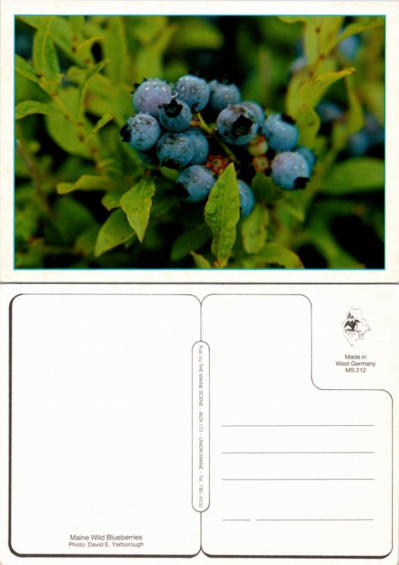 Maine Wild Blueberries (26363