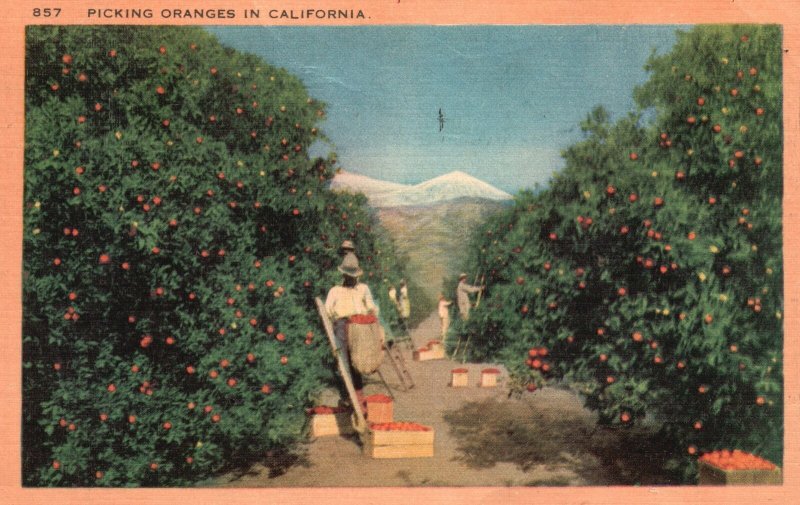 Vintage Postcard 1948 Picking Oranges Best Known Yearly Crops In ...