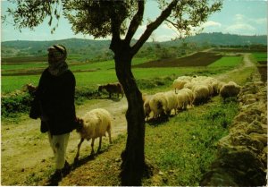 CPM Bethlehem - Shepherd's Field - A Shepherd and his Flock ISRAEL (1030376)