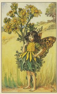 The Ragwort Flower Fairy Old Book Stunning Postcard