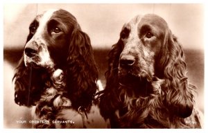 Dog   Spaniels  , Your Obedient Servants