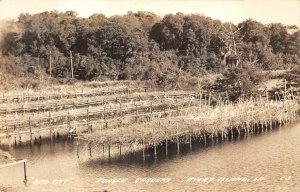 RPPC BIRD CITY JUNGLE GARDENS AVERY ISLAND LOUISIANA REAL PHOTO POSTCARD (1940s)