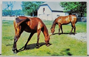 Kentucky Horse Park Horses Grazing Postcard D6
