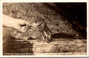 Florida Homosassa Springs Feeding A Squirrel 1953 Real Photo