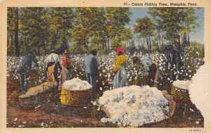 Cotton Picking Time Memphis, Tennessee USA