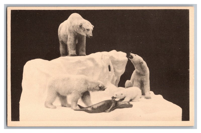 Postcard IL Polar Bear Field Museum Of Natural History Chicago Illinois 