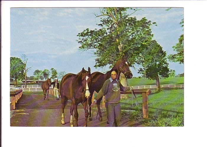 Early Morning Chores,  Kentucky Horse Park, Lexington, Kentucky, Photo Durham