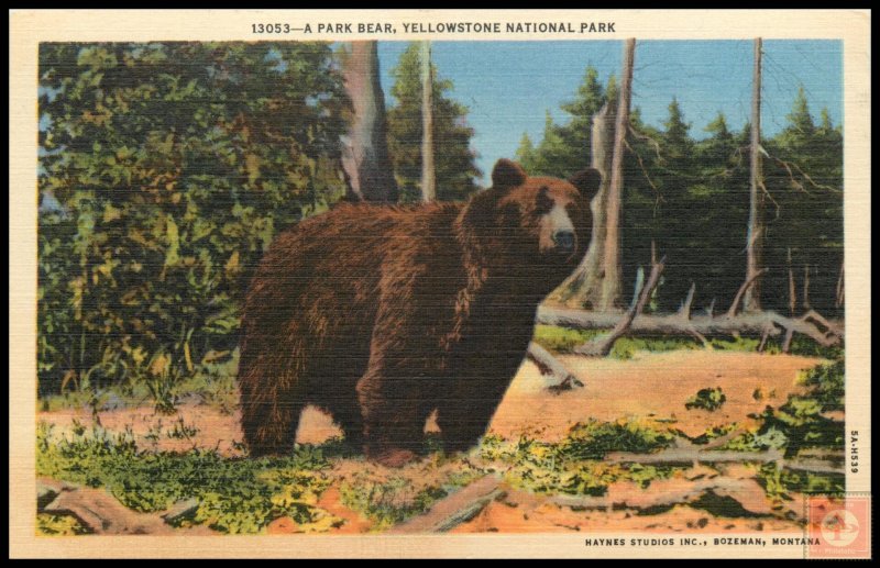 A Park Bear, Yellowstone National Park