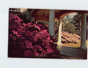 Postcard Azalea Blooming Time Stephen Foster Memorial White Springs Florida USA